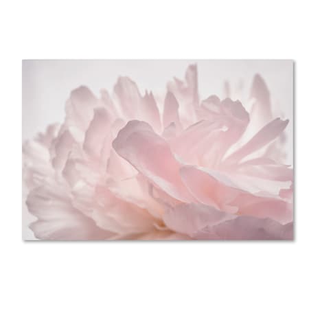 Trademark Fine Art Cora Niele 'Pink Peony Petals V' Canvas Art, 16x24 ALI1771-C1624GG